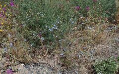 Eriastrum sapphirinum