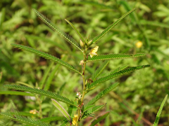 Chamaecrista mimosoides