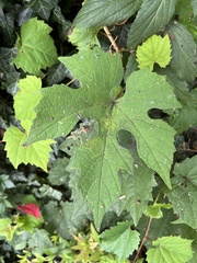 Ampelopsis glandulosa