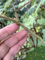 Ampelopsis glandulosa