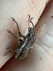 Naupactus peregrinus