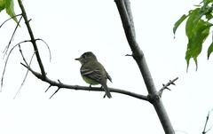 Empidonax flaviventris