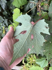 Ampelopsis glandulosa