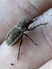 Naupactus peregrinus