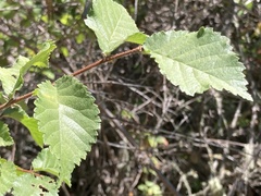 Ulmus minor