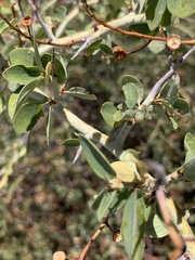 Ceanothus cordulatus