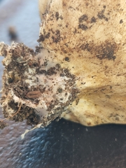 Scleroderma cepa