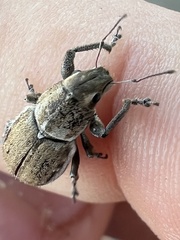 Naupactus peregrinus