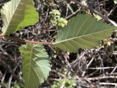 Ulmus minor