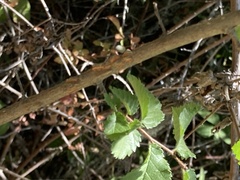 Ulmus minor