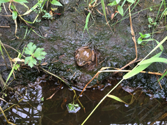 Rana luteiventris