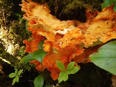 Laetiporus conifericola
