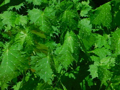 Cnidoscolus maculatus