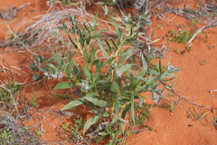 Trichodesma zeylanicum