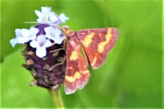 Pyrausta tyralis