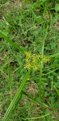 Cyperus esculentus