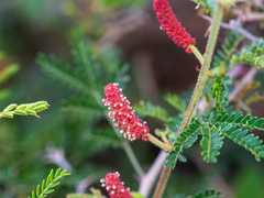 Acalypha monostachya