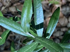 Olea europaea