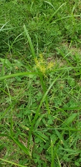 Cyperus esculentus