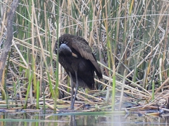 Aramus guarauna