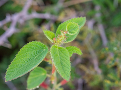 Acalypha monostachya