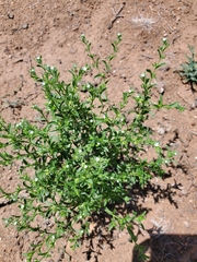 Lappula occidentalis