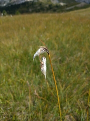 Eriophorum