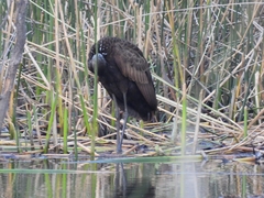 Aramus guarauna