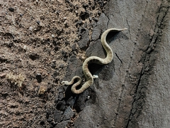 Crotalus scutulatus