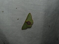 Synchlora