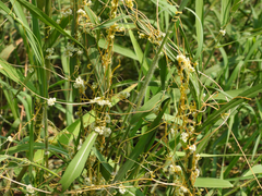 Cuscuta australis