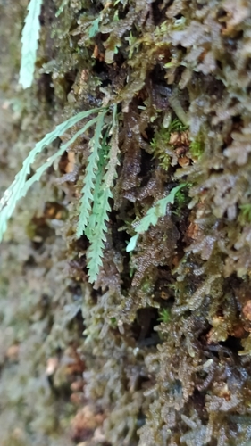 Toothed snailfern (Cochlidium serrulatum)