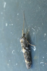 Hydrobiosidae