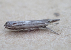 Raphiptera argillaceellus