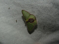 Synchlora