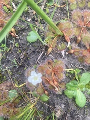 Drosera aberrans