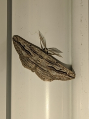 Ecleora solieraria