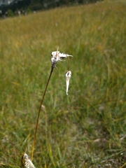 Eriophorum