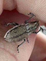 Naupactus peregrinus