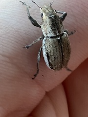 Naupactus peregrinus