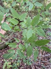 Celtis laevigata