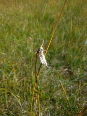 Eriophorum
