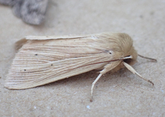 Mythimna