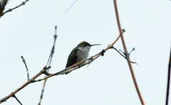 Archilochus colubris
