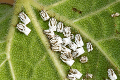 Praelongorthezia praelonga