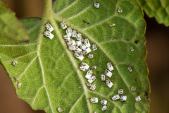 Praelongorthezia praelonga