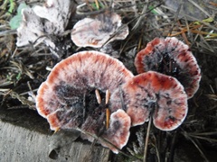 Hydnellum peckii