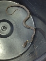 Coluber constrictor priapus