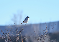 Lanius borealis