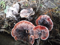 Hydnellum peckii